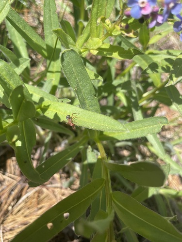 iNaturalist observation photo of Western Mound Ant