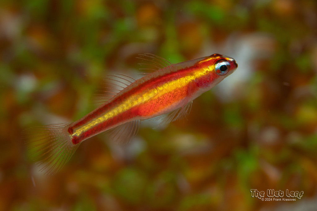 King dwarfgoby (Eviota raja) — Gobiidae