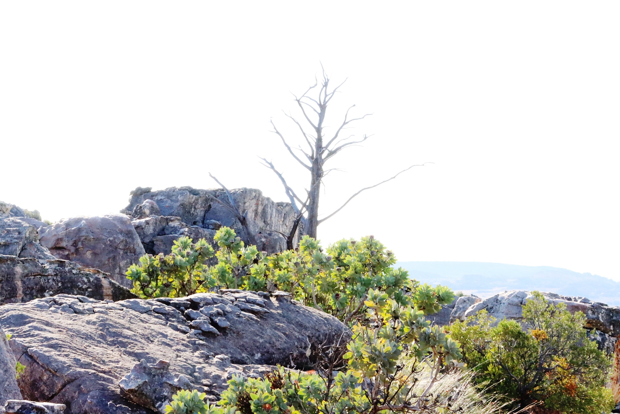 Clanwilliam Cedar (Widdringtonia cedarbergensis)