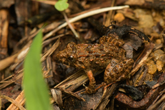Nilgiri Frog photo 1
