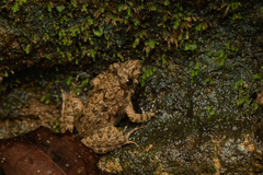 Nilgiri Frog photo 3