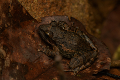 Rocky-Terrain Leaping Frog photo 2