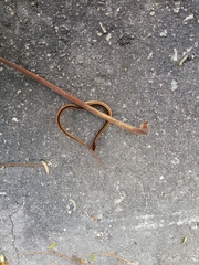 Coniophanes schmidti