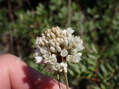 Allium coppoleri (Allium coppoleri)