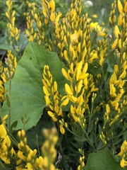Genista tinctoria