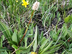 Bistorta bistortoides