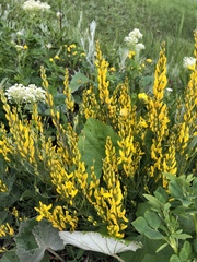 Genista tinctoria