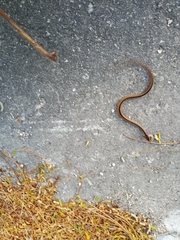 Coniophanes schmidti