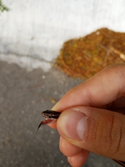 Coniophanes schmidti