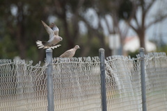Streptopelia decaocto