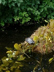Trachemys scripta