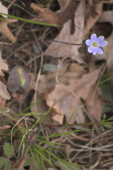 Hepatica americana