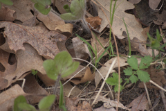 Hepatica americana