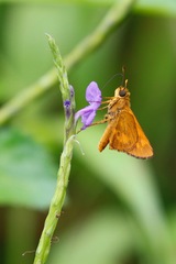Stachytarpheta urticifolia