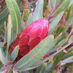 Protea × hybrida