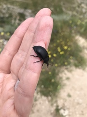 Ablattaria laevigata