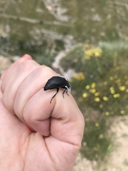 Ablattaria laevigata