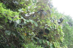 Pterospermum acerifolium