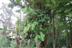 Pterospermum acerifolium