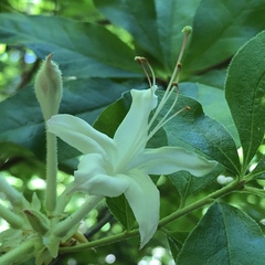Rhododendron eastmanii