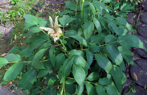 Paeonia suffruticosa iNat (3)