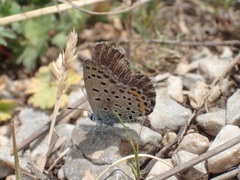 Pseudophilotes vicrama