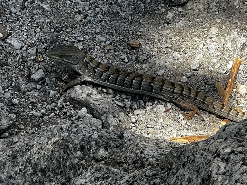 iNaturalist observation photo of Southern Alligator Lizard
