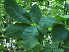 Rhododendron eastmanii