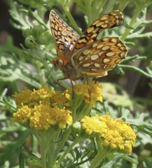 Speyeria callippe callippe