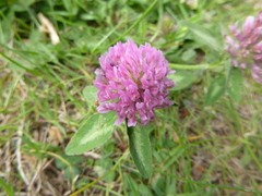 Trifolium pratense