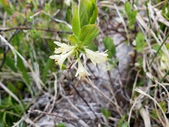 Lonicera caerulea cauriana