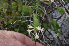 Lonicera caerulea cauriana