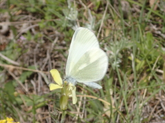 Leptidea duponcheli