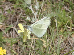 Leptidea duponcheli