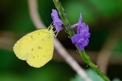 Stachytarpheta urticifolia