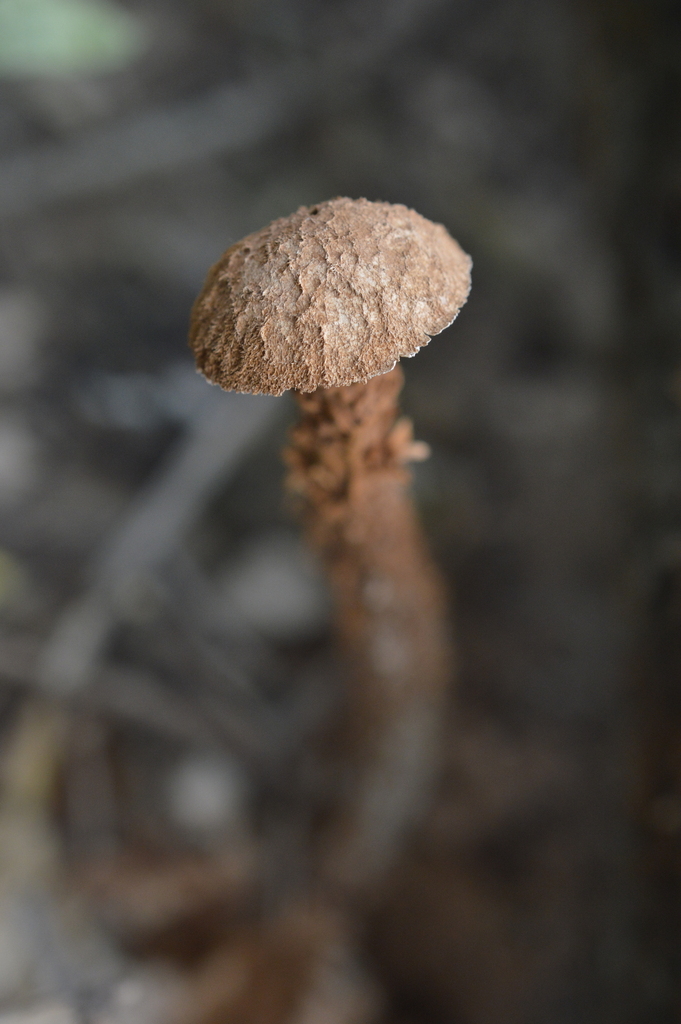 Battarrea phalloides