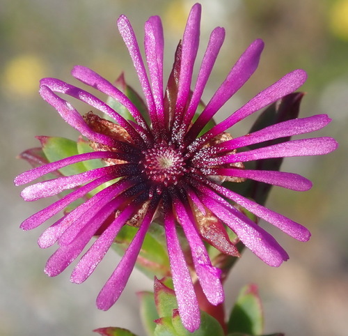 Image of Pentagonal Spoonfig (Erepsia pentagona) by (c) Nicola van Berkel, some rights reserved (CC BY-SA)