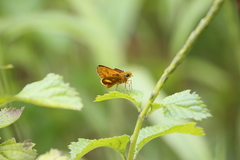 Stachytarpheta urticifolia