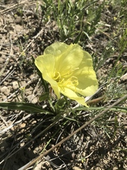 Oenothera howardii