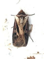 Agrotis vancouverensis