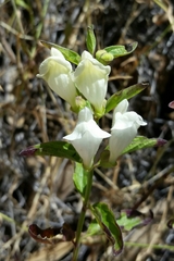 Scutellaria californica