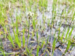Eleocharis quinqueflora