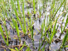 Eleocharis quinqueflora