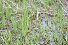 Eleocharis quinqueflora