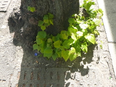 Tilia