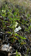 Scutellaria californica