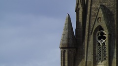 Falco peregrinus peregrinus