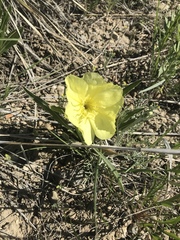 Oenothera howardii