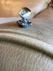 Geastrum pseudolimbatum