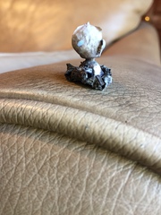 Geastrum pseudolimbatum